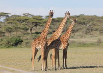 Safari Photo - Tanzanie